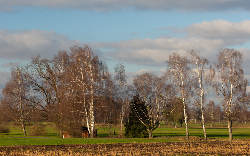 Lauteracherried im Jänner 56